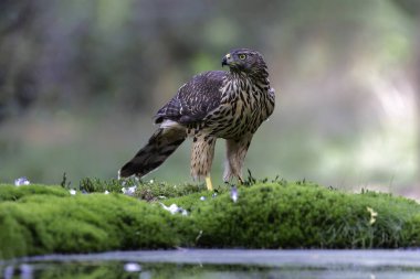 Genç Kuzey Goshawk (kazazede gentilis) Hollanda 'nın güneyindeki ormandaki bir gölde banyo yapıyor ve su içiyor.
