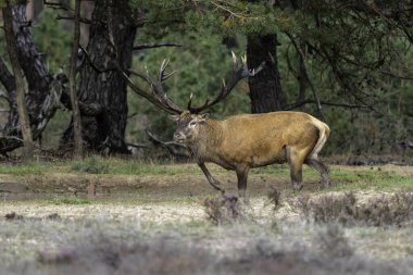 Çiftleşme mevsiminde kızıl geyik geyiği Hollanda 'daki Ulusal Park Hoge Veluwe ormanında baskın bir Bahaviour göstermektedir.