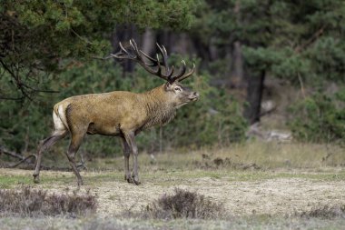 Çiftleşme mevsiminde kızıl geyik geyiği Hollanda 'daki Ulusal Park Hoge Veluwe ormanında baskın bir Bahaviour göstermektedir.