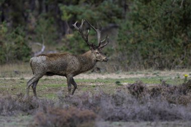 Çiftleşme mevsiminde kızıl geyik geyiği Hollanda 'daki Ulusal Park Hoge Veluwe ormanında baskın bir Bahaviour göstermektedir.