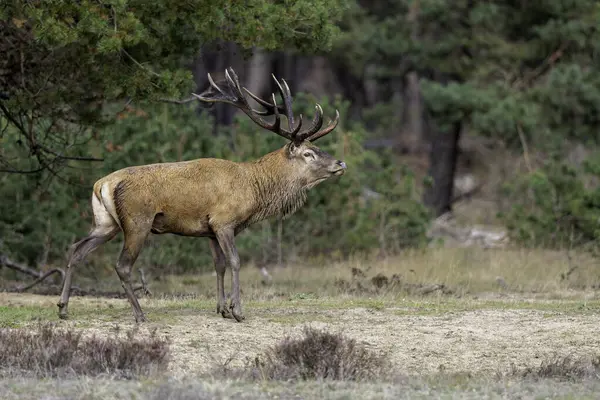 Çiftleşme mevsiminde kızıl geyik geyiği Hollanda 'daki Ulusal Park Hoge Veluwe ormanında baskın bir Bahaviour göstermektedir.