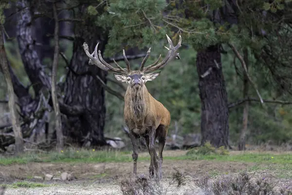 Çiftleşme mevsiminde kızıl geyik geyiği Hollanda 'daki Ulusal Park Hoge Veluwe ormanında baskın bir Bahaviour göstermektedir.