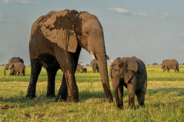 Botswana 'daki Chobe Ulusal Parkı' nda bir fil anne ve yavrusuyla yakın temasta bulundu.