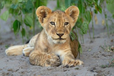 Lion cub hanging around in the vegatation of the riverfront in the Chobe National Park  in Botswana