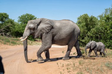 Botswana 'daki Chobe Ulusal Parkı' nda bir fil anne ve yavrusuyla yakın temasta bulundu.