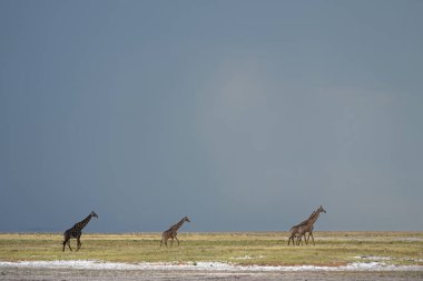 Sıcak yaz gecelerinde Etosha Ulusal Parkı 'nda yürüyen zürafa kulesi.