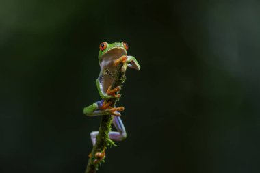 Red eyed tree frog (Agalychnis callidryas) sitting on a branch near Sarapiqui in Costa Rica clipart