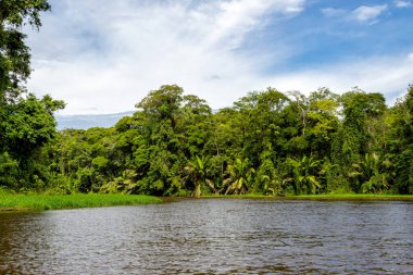 Kosta Rika 'daki Tortuguero Ulusal Parkı' ndaki bir tekneden görülen güzel yemyeşil tropikal orman manzarası