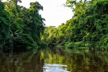 Kosta Rika 'daki Tortuguero Ulusal Parkı' ndaki bir tekneden görülen güzel yemyeşil tropikal orman manzarası