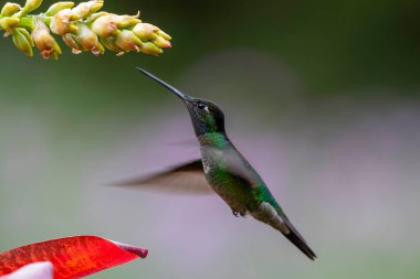 Magnificent Hummingbird (Eugenes fulgens)  male flying to get nectar from a beomelia in the rainforest in San Gerardo del dota, Savegre, Costa Rica clipart