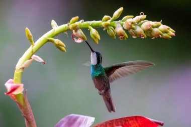 Hummingbird, White-throated Mountain-gem (Lampornis castaneoventris) flying next to a flower to get nectar in the rainforest in San Gerardo del dota, Savegre, Costa Rica clipart