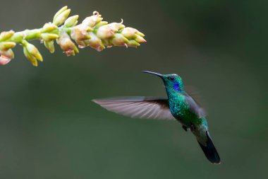 Sinekkuşu - Yeşil menekşe kulaklı (Colibri thalassinus), San Gerardo del Dota, Savegre, Kosta Rika 'nın güzel bir çiçeğinden nektar toplamak için uçar. Doğadan aksiyon vahşi yaşam sahnesi.