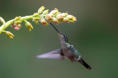 Muhteşem Sinekkuşu (Eugenes fulgens) dişi, San Gerardo del dota, Kosta Rika 'daki yağmur ormanlarındaki bir beomeliadan nektar almak için uçuyor.
