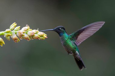 Muhteşem Hummingbird (Eugenes fulgens) erkek, San Gerardo del dota, Kosta Rika 'daki yağmur ormanlarındaki bir beomelia' dan nektar almak için uçar.