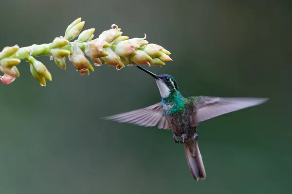 stock image Hummingbird, White-throated Mountain-gem (Lampornis castaneoventris) flying next to a flower to get nectar in the rainforest in San Gerardo del dota, Savegre, Costa Rica