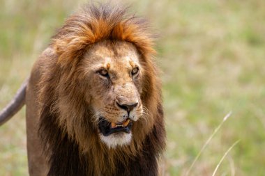 Aslan (Panthera leo) Kenya 'daki Masai Mara Milli Bankası' nda takılan erkek.