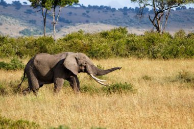 Kenya 'daki Masai Mara Ulusal Rezervi düzlüklerinde yürüyen fil boğası.