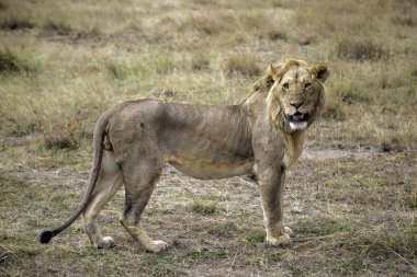 Aslan (Panthera leo) Kenya 'daki Masai Mara Milli Bankası' nda takılan erkek.