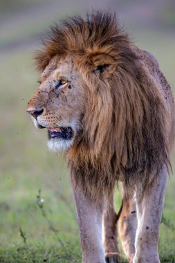Aslan (Panthera leo) Kenya 'daki Masai Mara Milli Bankası' nda takılan erkek.