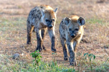 Sabahın erken saatlerinde Botsvana 'daki Tuli Bloğundaki Mashatu Oyun Rezervi' nde takılan oyuncu Benekli Sırtlan yavrusu.