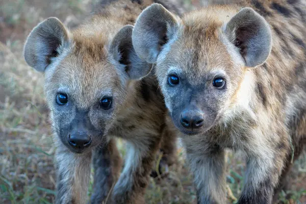 stock image Playful Spotted Hyena pup in the early morning hanging around in Mashatu Game Reserve in the Tuli Block in Botswana