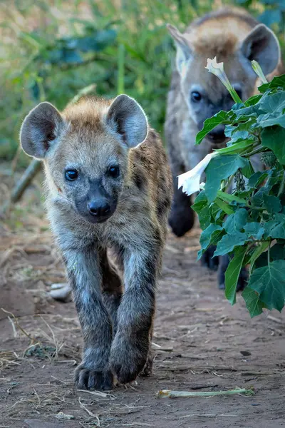 stock image Playful Spotted Hyena pup in the early morning hanging around in Mashatu Game Reserve in the Tuli Block in Botswana