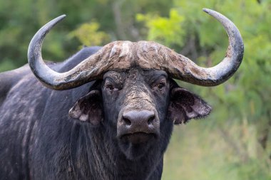 Güney Afrika 'daki Hluhluwe Imfolozi Ulusal Parkı' nda çamur banyosu yapan yaşlı bir Affrikalı Bufalo (Syncerus caffer) boğasının portresi.