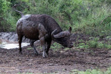 Old Affrican Buffalo (Syncerus caffer) bull walking after a mud bath in Hluhluwe Imfolozi National Park in South Africa clipart