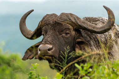 Güney Afrika 'daki Hluhluwe Imfolozi Ulusal Parkı' nda çamur banyosu yapan yaşlı bir Affrikalı Bufalo (Syncerus caffer) boğasının portresi.