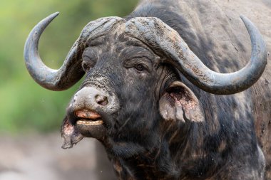 Güney Afrika 'daki Hluhluwe Imfolozi Ulusal Parkı' nda çamur banyosu yapan yaşlı bir Affrikalı Bufalo (Syncerus caffer) boğasının portresi.