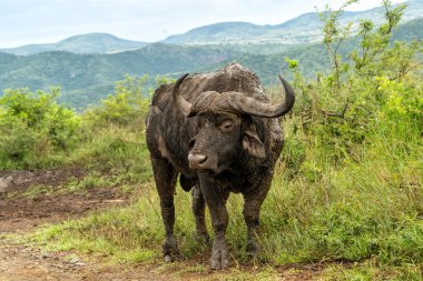 Güney Afrika 'daki Hluhluwe Imfolozi Ulusal Parkı' nda çamur banyosundan sonra yürüyen yaşlı Affrikalı Bufalo (Syncerus caffer)