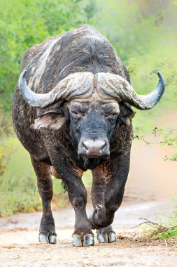 Old Affrican Buffalo (Syncerus caffer) bull walking after a mud bath in Hluhluwe Imfolozi National Park in South Africa clipart