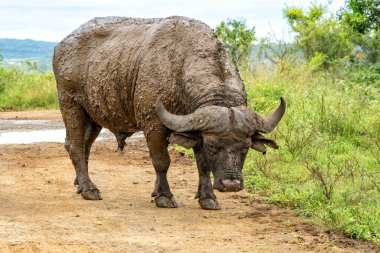 Old Affrican Buffalo (Syncerus caffer) bull walking after a mud bath in Hluhluwe Imfolozi National Park in South Africa clipart