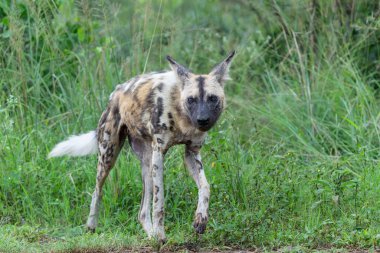 African Wild Dog in the Hluhluwe Imfolozi Game Reserve in South Africa clipart