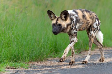 Afrika Vahşi Köpeği, Güney Afrika 'daki Hluhluwe Imfolozi oyun rezervinde.