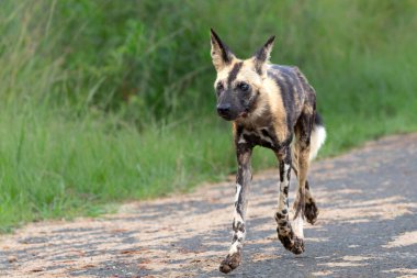 Afrika Vahşi Köpeği, Güney Afrika 'daki Hluhluwe Imfolozi oyun rezervinde.