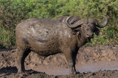 Old Affrican Buffalo (Syncerus caffer) bull walking after a mud bath in Hluhluwe Imfolozi National Park in South Africa clipart