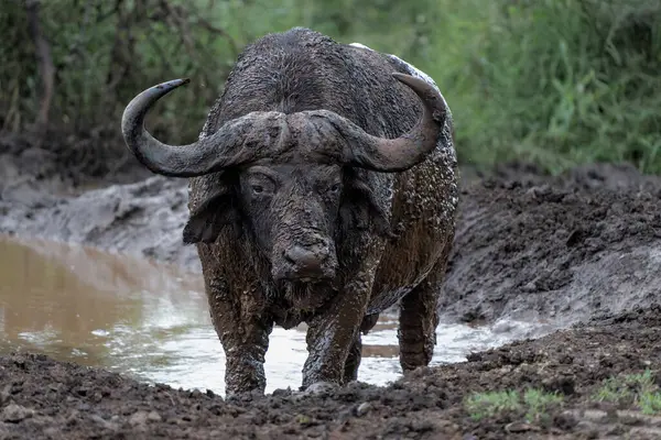 stock image Old Affrican Buffalo (Syncerus caffer) bull walking after a mud bath in Hluhluwe Imfolozi National Park in South Africa