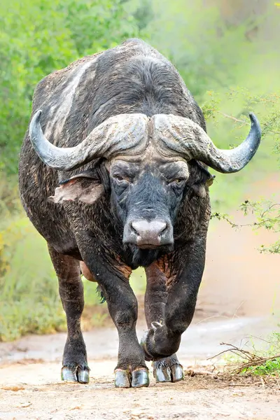 Güney Afrika 'daki Hluhluwe Imfolozi Ulusal Parkı' nda çamur banyosundan sonra yürüyen yaşlı Affrikalı Bufalo (Syncerus caffer)