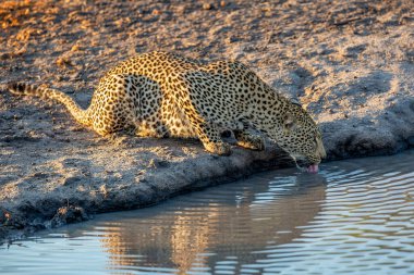 Leopar (Panthera pardus), Güney Afrika 'nın Büyük Kruger bölgesinde Sabi Sands oyun parkında takılan bir kadın.