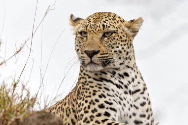 Leopar (Panthera pardus), Güney Afrika 'nın Büyük Kruger bölgesinde Sabi Sands oyun parkında takılan bir kadın.