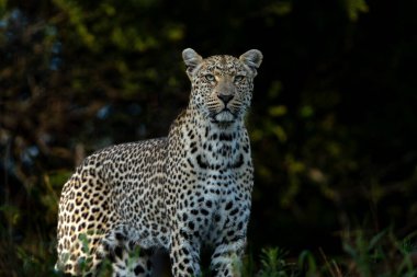 Leopard (Panthera pardus) female hanging around in Sabi Sands game reserve in the Greater Kruger Region in South Africa clipart