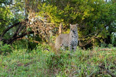 Leopar (Panthera pardus), Güney Afrika 'nın Büyük Kruger bölgesinde Sabi Sands oyun parkında takılan bir kadın.