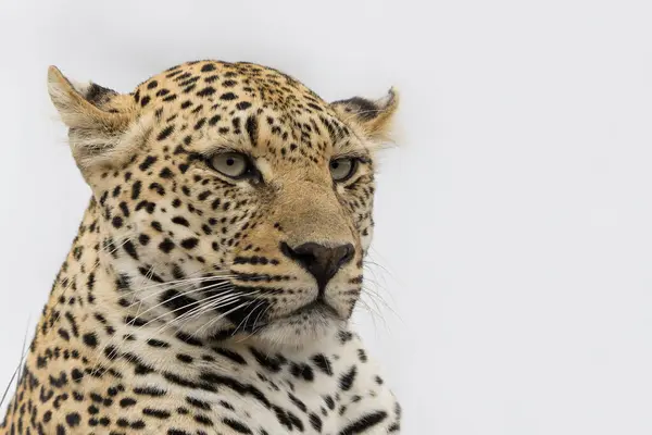 stock image Leopard (Panthera pardus) female hanging around in Sabi Sands game reserve in the Greater Kruger Region in South Africa