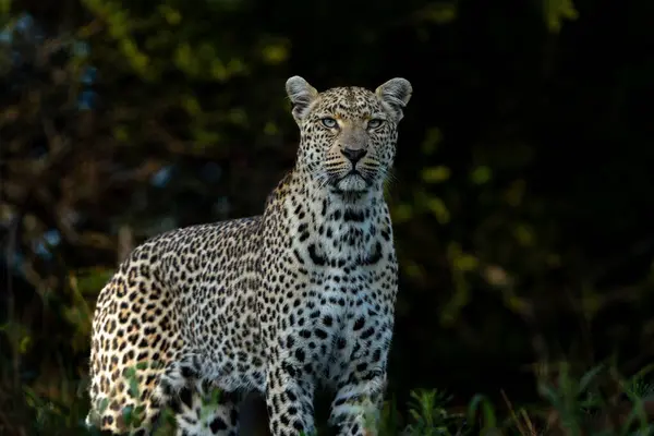 stock image Leopard (Panthera pardus) female hanging around in Sabi Sands game reserve in the Greater Kruger Region in South Africa