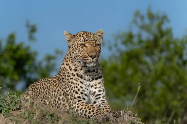 stock image Leopard (Panthera pardus) female hanging around in Sabi Sands game reserve in the Greater Kruger Region in South Africa