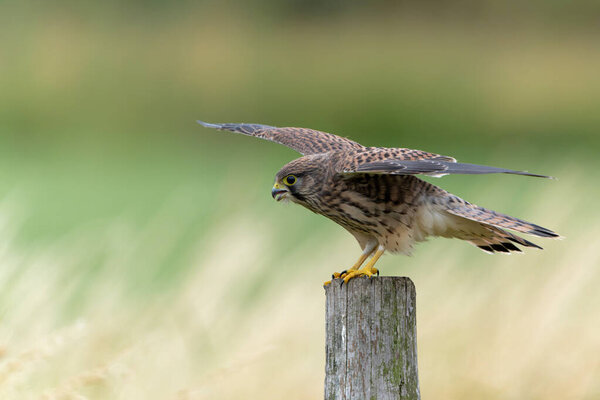 Common Kestrel (Falco innunculus) juvenile sitting on a pole where he is waiting to be fed by his parents in the meadows in the Netherlands 