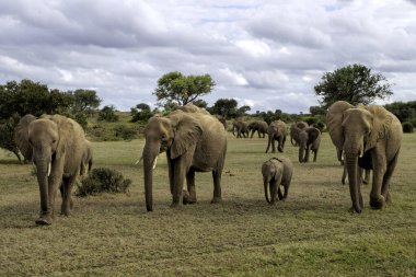 Botsvana 'daki Tuli Bloğunda yeşil mevsimde yürüyen fil sürüsü..