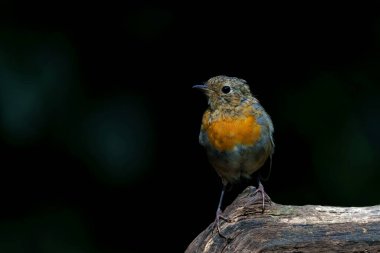       Genç Avrupalı Robin (Erithacus rubecula) Hollanda ormanında bir dalda oturuyor. Koyu arkaplan.                         