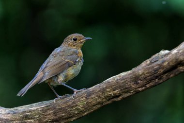       Genç Avrupalı Robin (Erithacus rubecula) Hollanda ormanında bir dalda oturuyor. Koyu arkaplan.                         